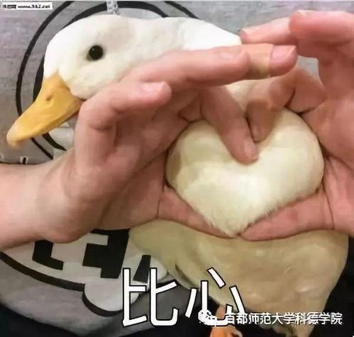 娱乐吃瓜鸭鸭鸭视频,鸭鸭鸭鸭视频带你领略娱乐圈新鲜事